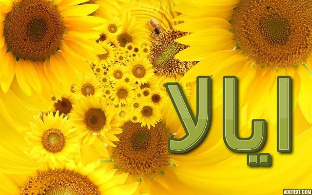 معنى اسم ايالا وحكم الإسلام فيه (الأهل او الأصحاب) وصفاته الشخصيه