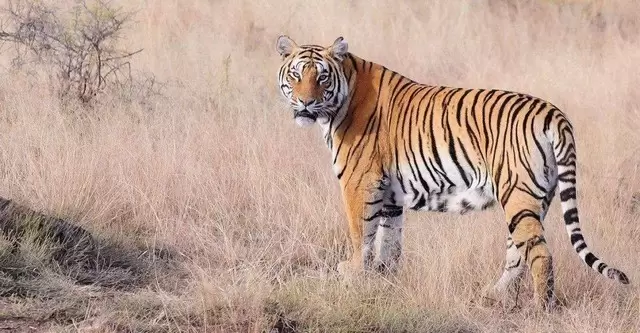 تفسير رؤية حلم النمر في المنام ومعناة