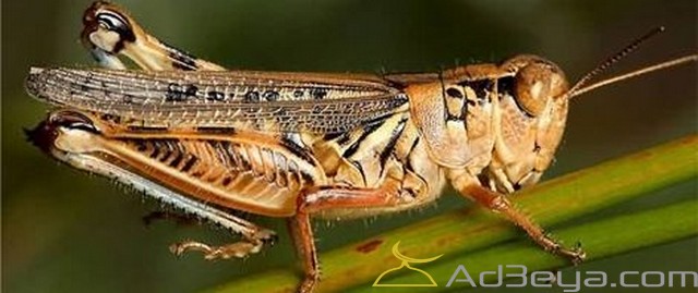 تفسير رؤية الجراد في المنام أو الحلم