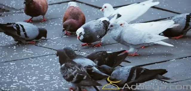 تفسير رؤية حلم الحمام في المنام