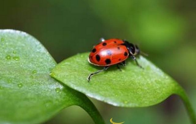 تفسير رؤية الخنفساء في المنام او الحلم