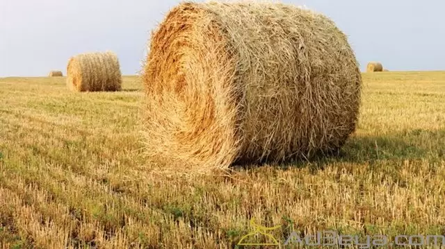 تفسير حلم التبن في المنام بالتفصيل