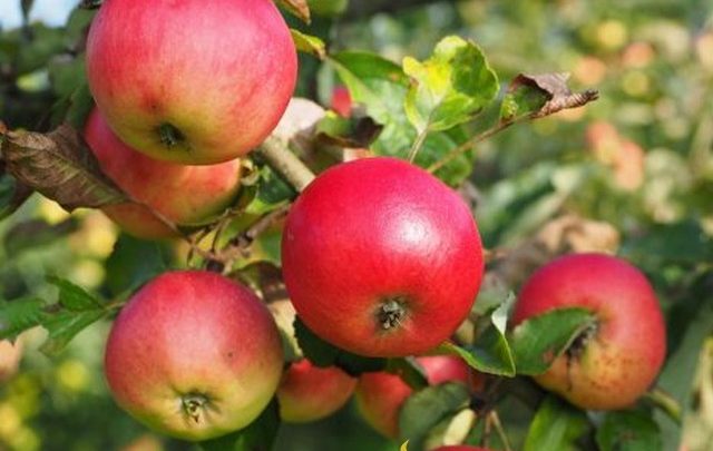 تفسير حلم التفاح في المنام بالتفصيل