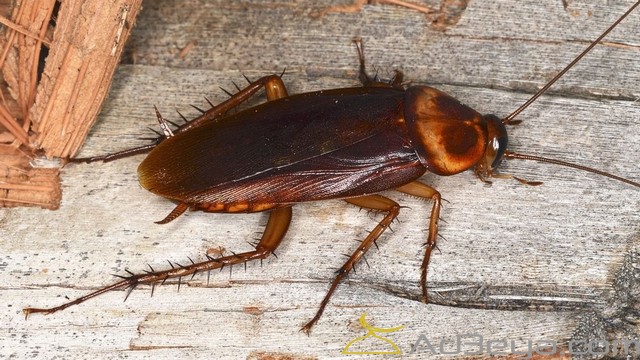 تفسير حلم الصراصير في المنام بالتفصيل