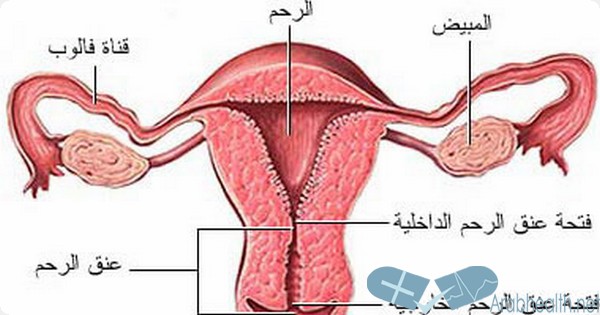 طريقة تحضير خلطة فعالة لتنظيف الرحم من السدد