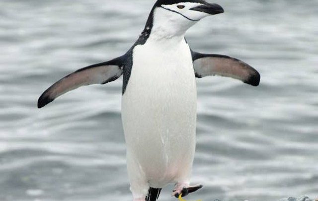 تفسير رؤية البطريق في المنام بالتفصيل