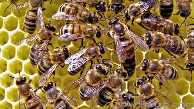 تفسير رؤية النحل في المنام لابن سيرين موقع مثقف