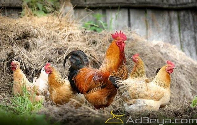 تفسير رؤية الدجاج في المنام لابن سيرين وابن شاهين