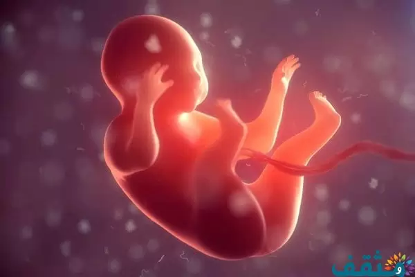تفسير رؤية موت الجنين في المنام لابن سيرين