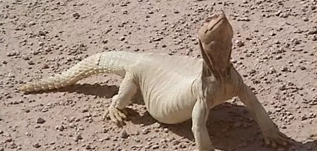 الضب